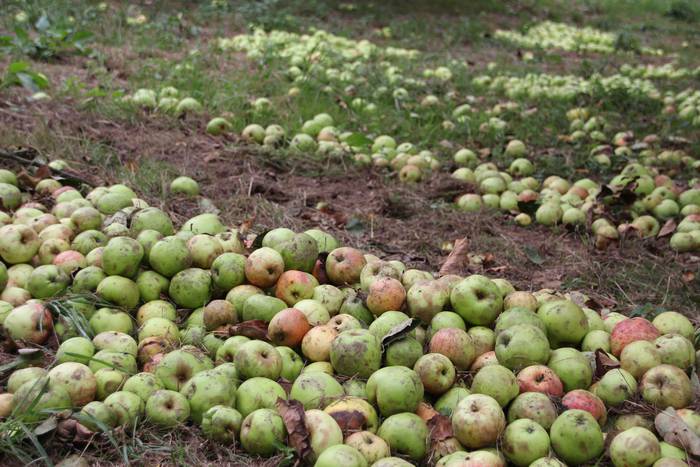 Sagarrak jasotzen. Altzo. Sa 24 1631723384580