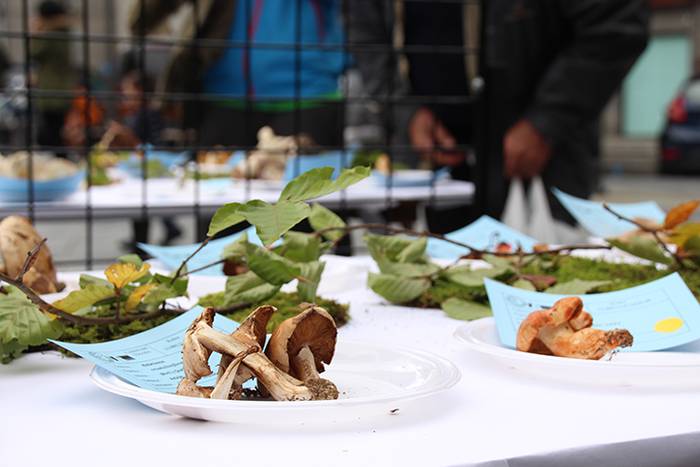 AZOKA MIKOLOGIKOA 2017 34 1508591712303