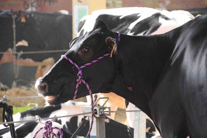 X. Euskal Herriko Frisoi Txa 13 1542479521301