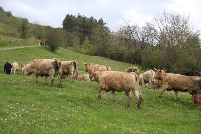 Aralarko larre irekiera 89 1462122154762