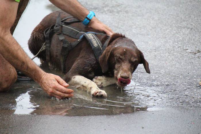 Zizurkilgo I. txakurkrosa 35 1460224199077