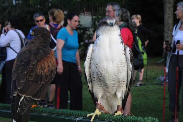 2016 bidea 55 1471776138955