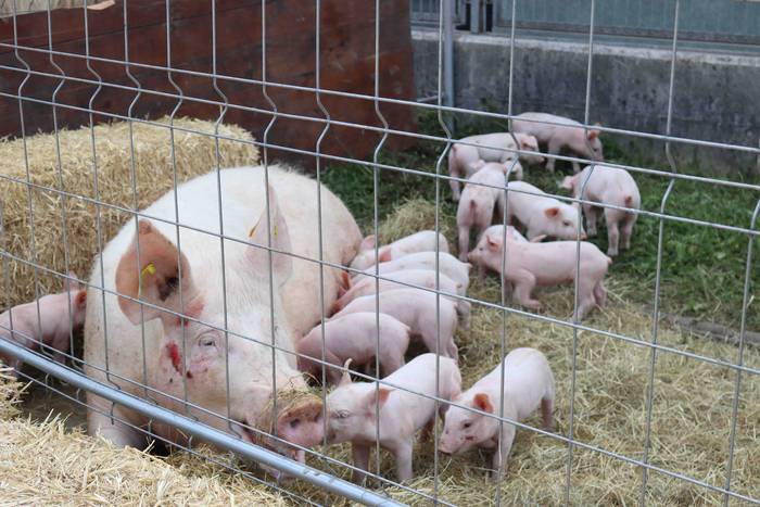 Udaberriko azokak girotu du  24 1653218807683