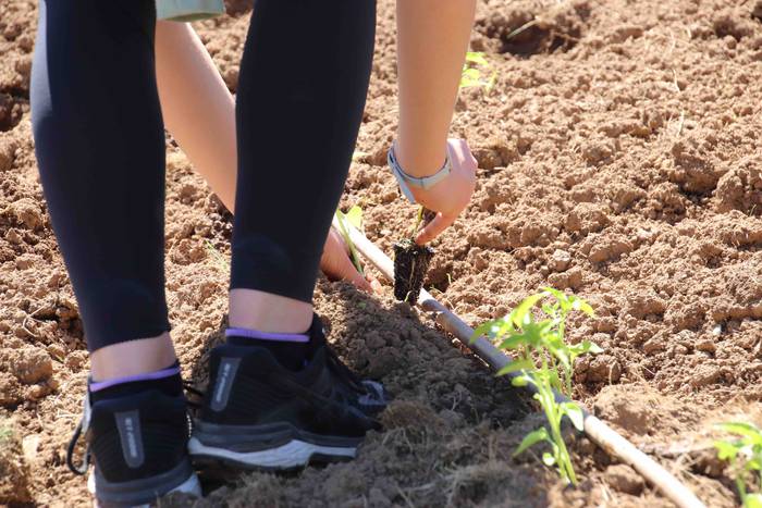 Erein dituzte lehen piperrak 24 1559303473213