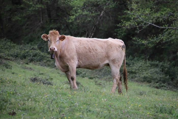 Larre irekiera festa Komizar 13 1650713598414