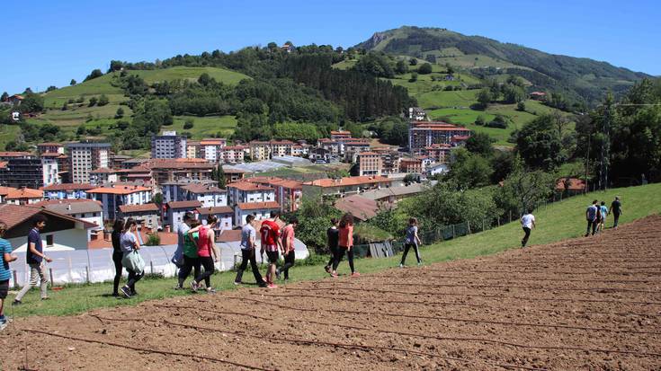 Landatu dituzte Ibarrako piperrak