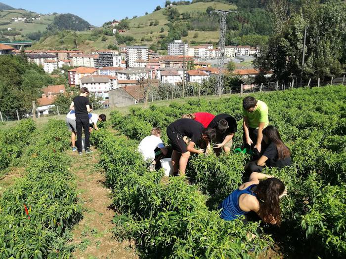 Ibarrako piperrak biltzen ar 2 1538055362179