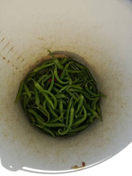 Ibarrako piperrak biltzen ar 5 1538055380211