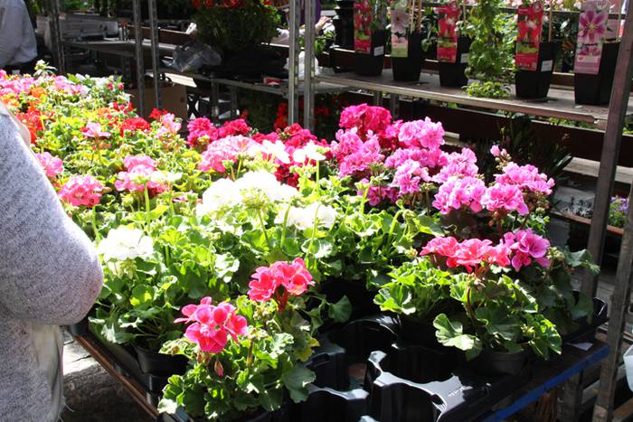 Udaberria loratu da Tolosan 25 1526734129181