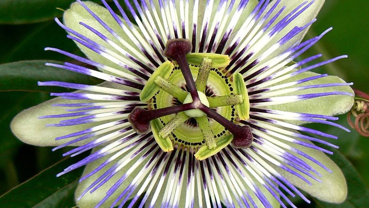 Nerbio sistemari lotutako sendabelarra: Passiflora