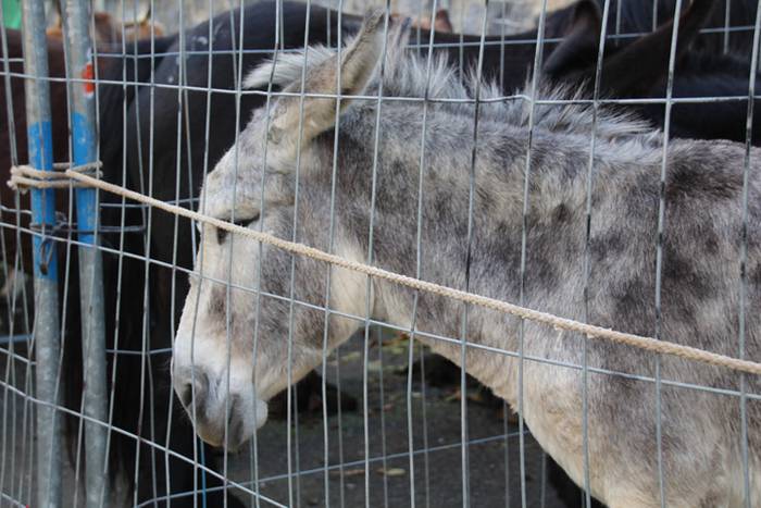 Bertako produktuak nagusi 1 1477233009212