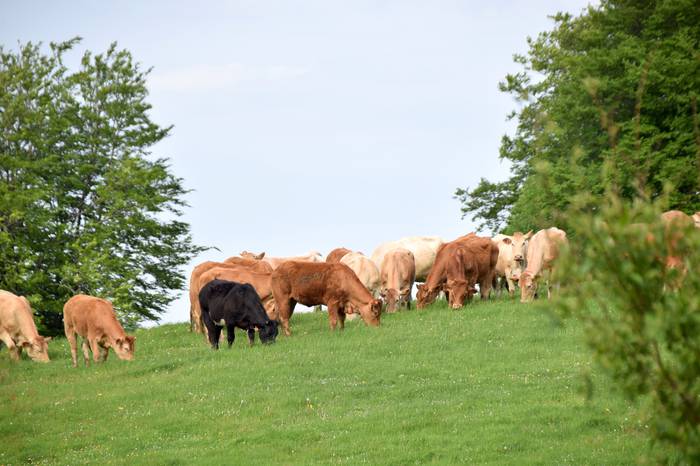 BERASTEG LARRE IREKIERA 2022 34 1652525081115