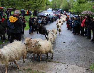 Larrondon ganadua larreratzeko izena emateko epea zabalik