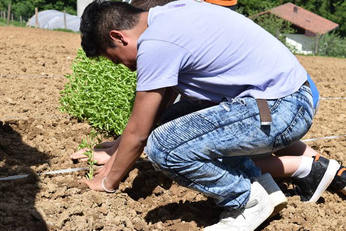 Piper landaketa Ibarran, 201 39 1494844507520