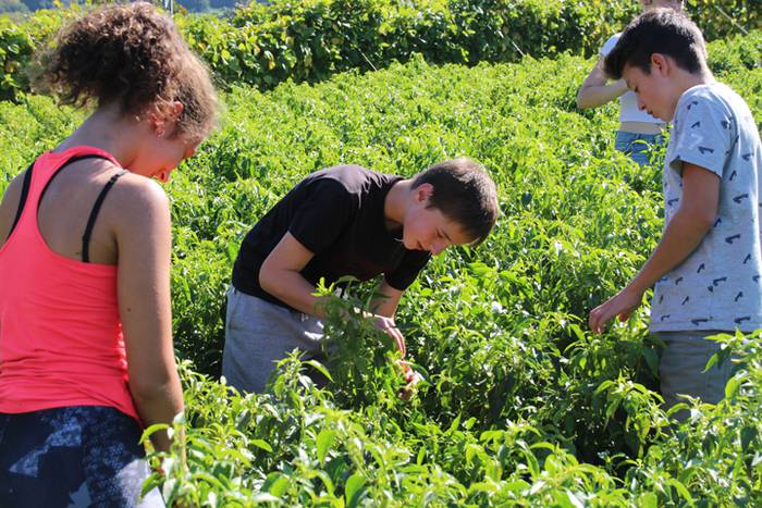 Ibarrako piperrak biltzen 20 39 1506521109308