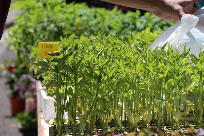 IV. azoka ekologikoa Alegian 4 1494162818954