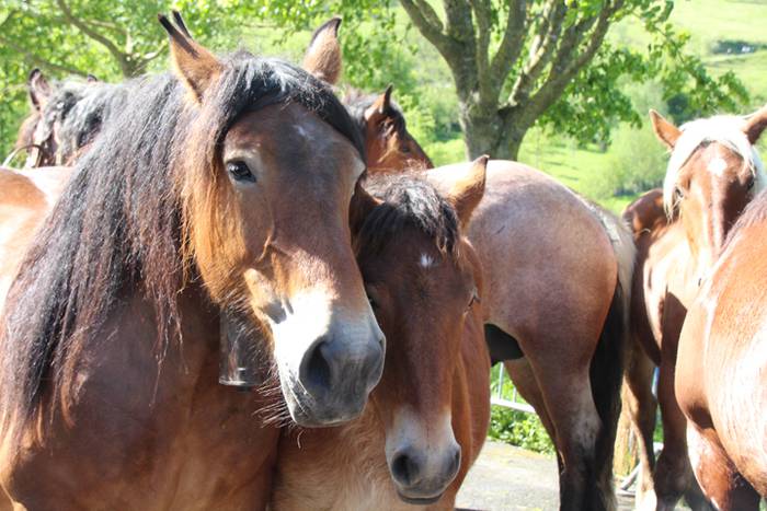 Larre irekiera Larraitzen 20 11 1493639729846