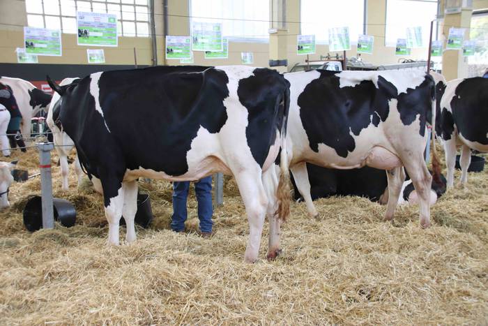 XII. Euskal Herriko Frisoi T 15 1637418669369