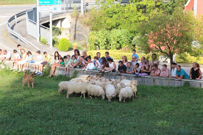 Artzaina eta txakurraren artea Amezketan 21 1472322422901