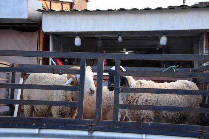 Tolosaldetik Saharako errefu 33 1638802289500