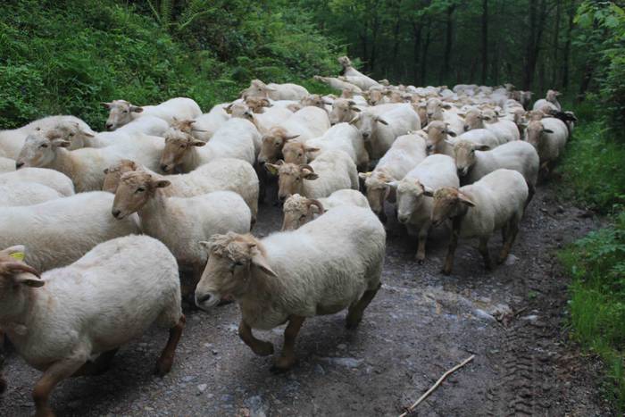 Larre irekiera ekitaldi bere 54 1588336803916