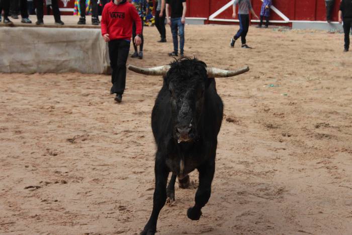 Inauteriak 2020, zezenak Ost 37 1582222559783