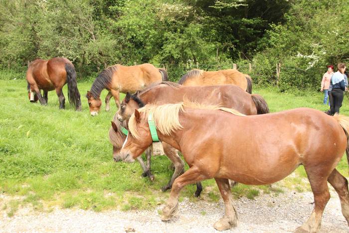 Larre irekiera ekitaldi bere 24 1588336786919