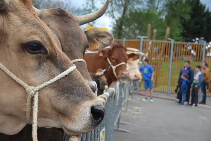 Abeltzain eta artisauen azoka hernialden 5 1462708878607