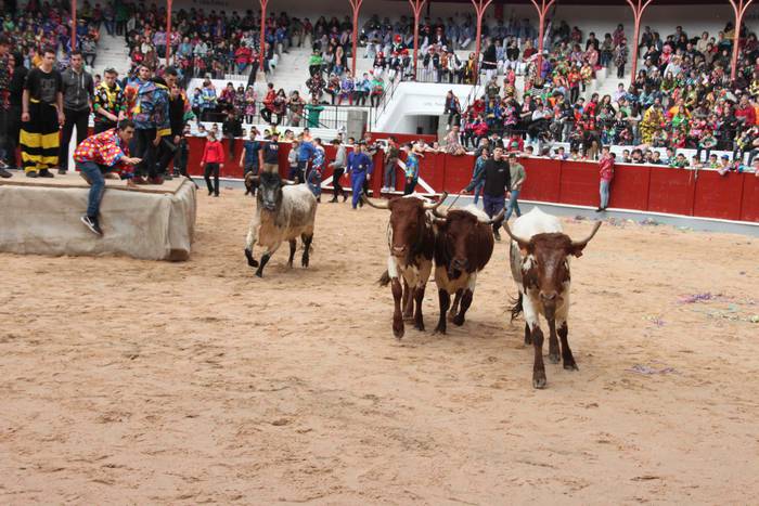 Inauteriak 2020, zezenak Ost 33 1582222557931