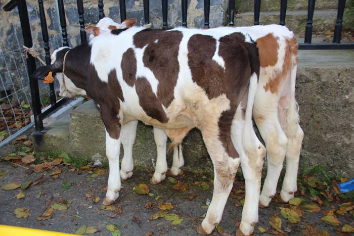 Bertako produktuak nagusi 3 1477233029587