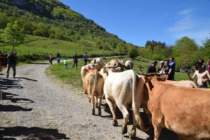 Larrerati dituzte abereak Ar 43 1556716310526