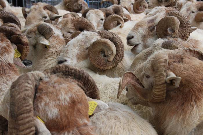 Maiatzak 1, Larre Irekiera E 5 1525186953072