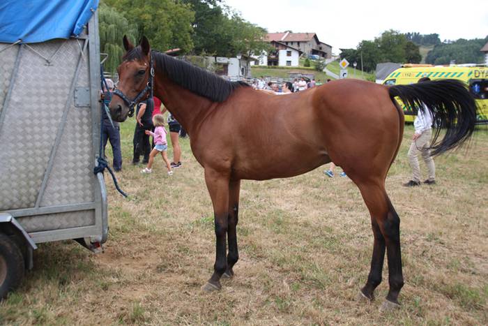 Zaldiak lasterka, gazteak desafioan 4 1472406486870