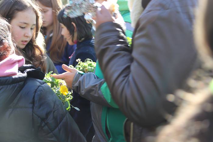 Tolosako ikasleek zuhaitzak  35 1520435642369