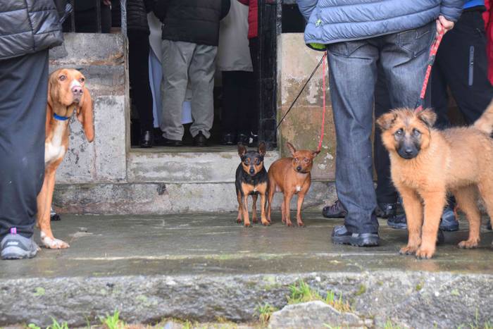 Animaliek jaso dute San Anto 6 1547722498156