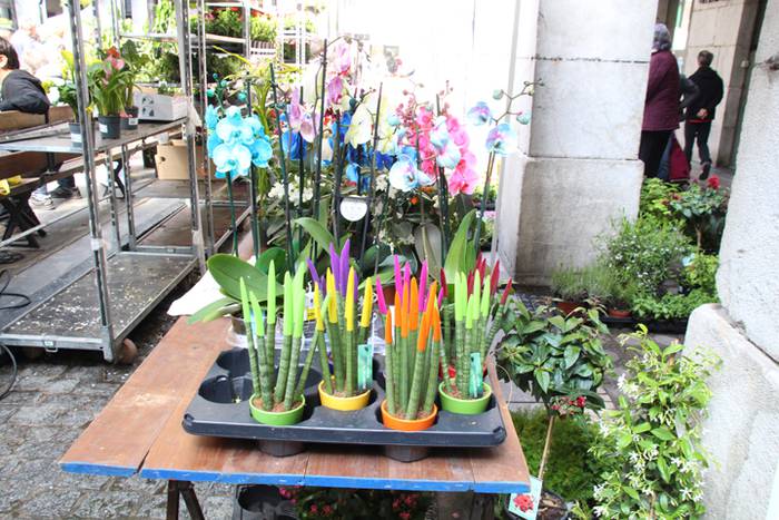 Udaberria loratu da Tolosan 14 1526734069072