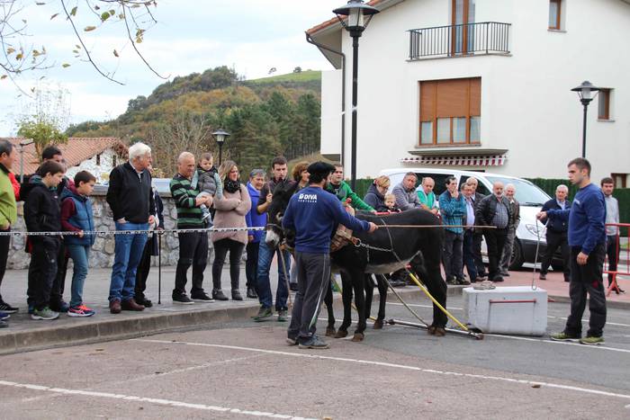 Idiek irabazi diete astoei A 1 1541961856915