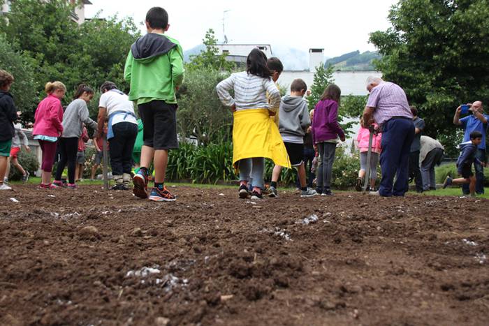 Aurtengoa, biolinak gozatua 29 1497265111114