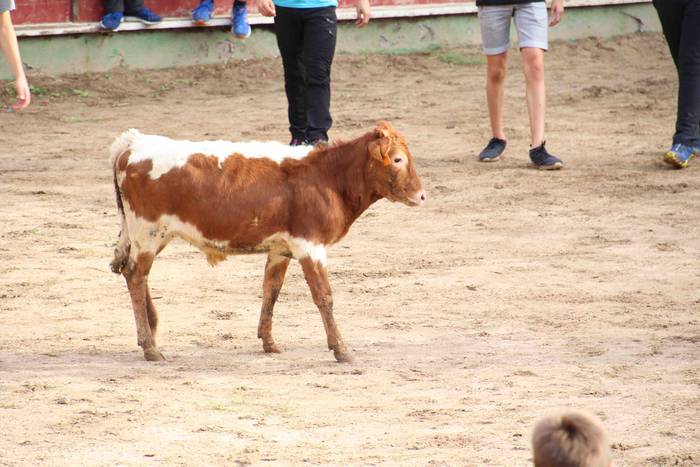 Zezen plaza hartu dute umeek 25 1539360752922