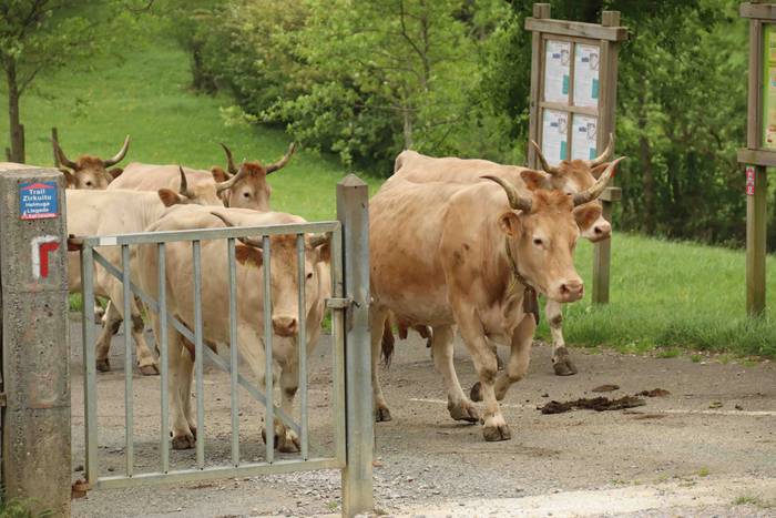 Larre irekiera ekitaldi bere 7 1588336775998