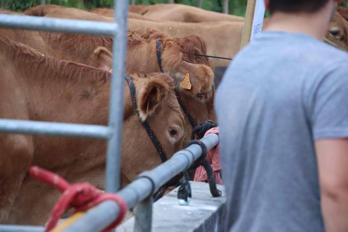 "Ibarra, Azoka eta Piparra" 33 1537102901031