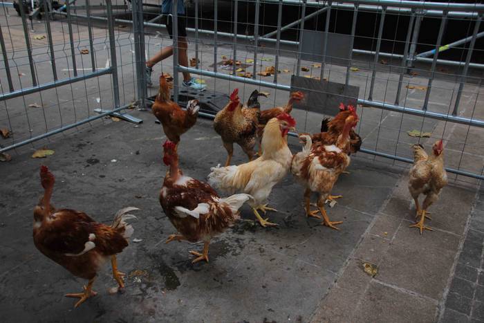 Haurrentzat puzgarriak, gazt 51 1660404678643