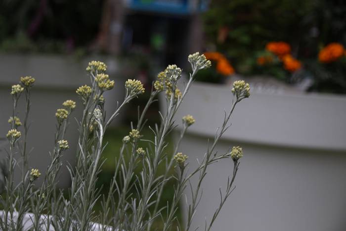 Eta liliek Tolosa ere amets 7 1495290222672