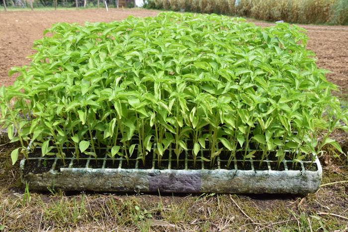 Piper landaketa uzturpe gureak  789 taldea 2 1464793767613