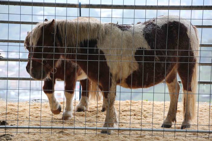 Azoka, hamaiketako eta guzti 25 1540733653388