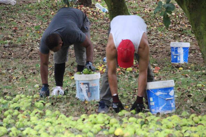 Sagarrak jasotzen. Altzo. Sa 14 1631723380922