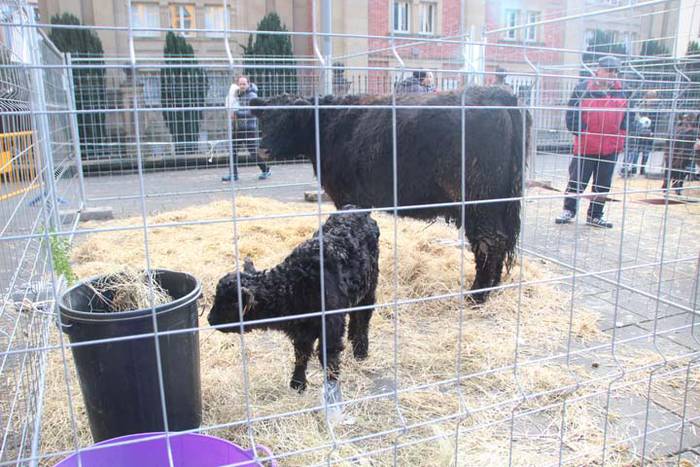 Tolosako Gabonetako azoka be 105 1514054548338