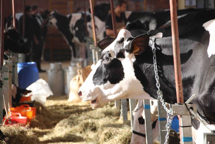 X. Euskal Herriko Frisoi Txa 8 1542479435124