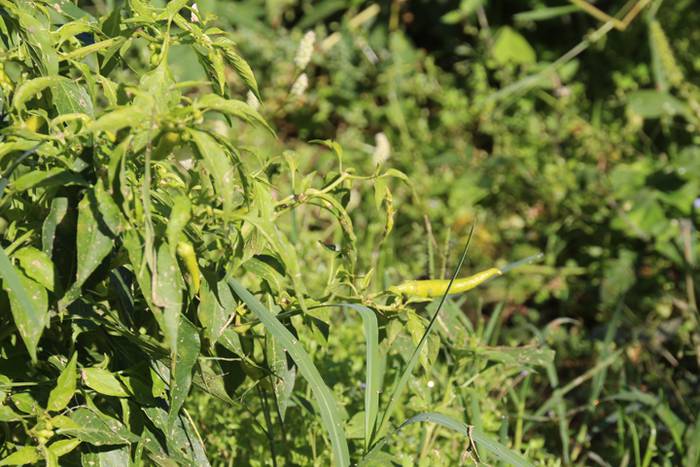 Ibarrako piperrak biltzen 20 9 1506520870391