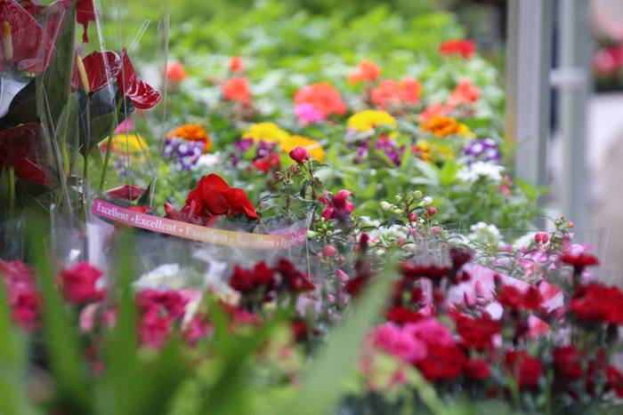 Alegako azoka ekologikoa 2 1462113305635